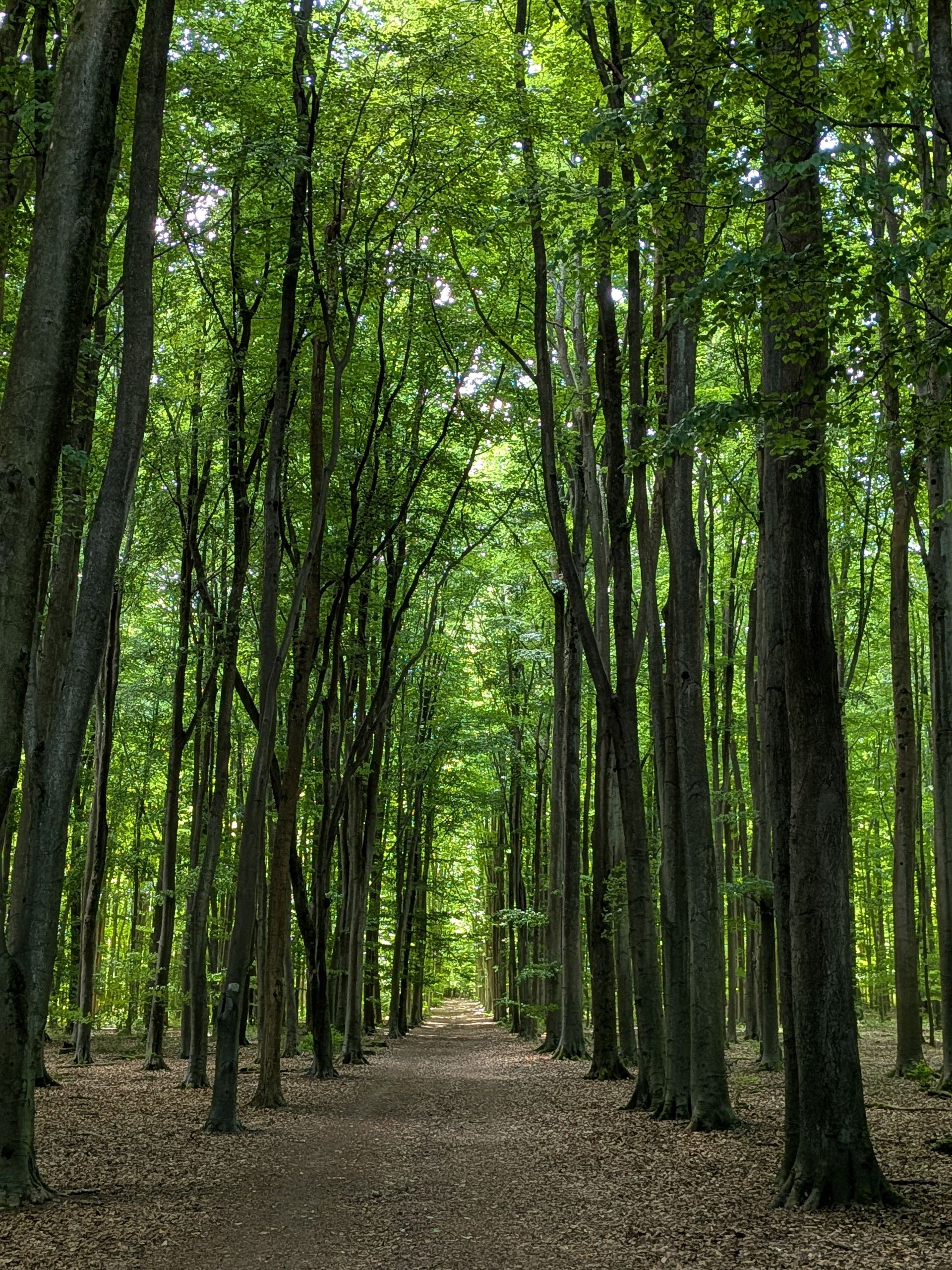 Avenue of trees
